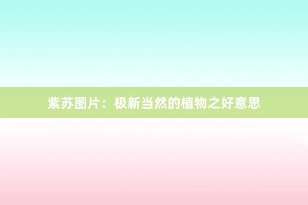 紫苏图片:极新当然的植物之好意思
